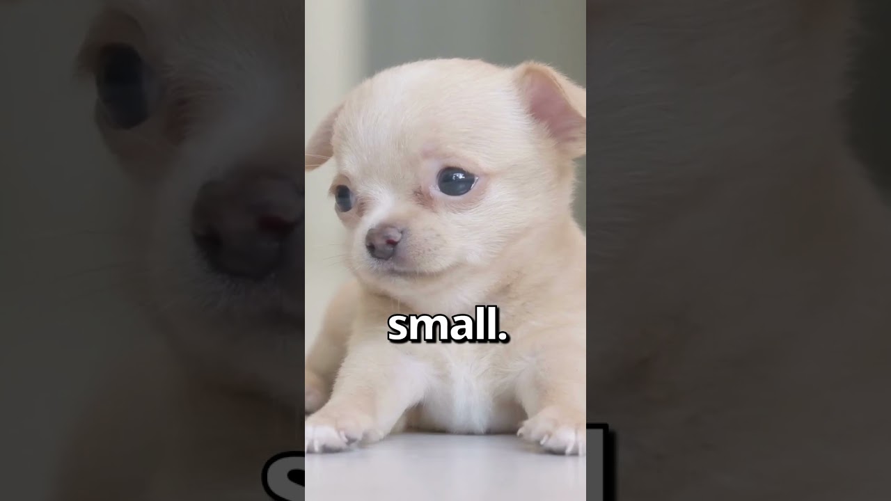 IS THIS the SMALLEST New Puppy Ever Before|Healthy And Balanced Instants