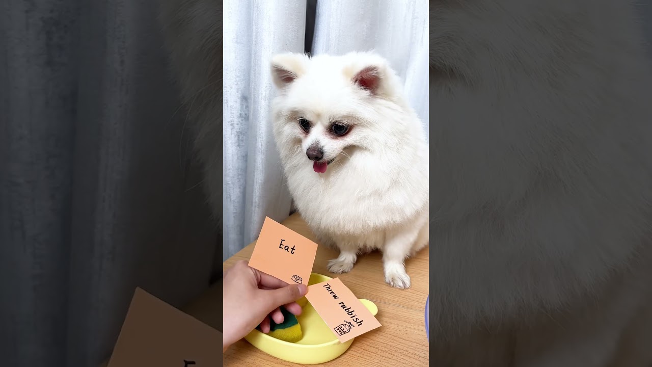 Can you give me some good fortune? #nico #funny #dogsoftiktok #puppy #funnydog
