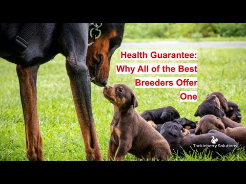 Puppy Dog Health And Wellness Assurance: Why Every One Of the greatest Dog Breeders Promotion One