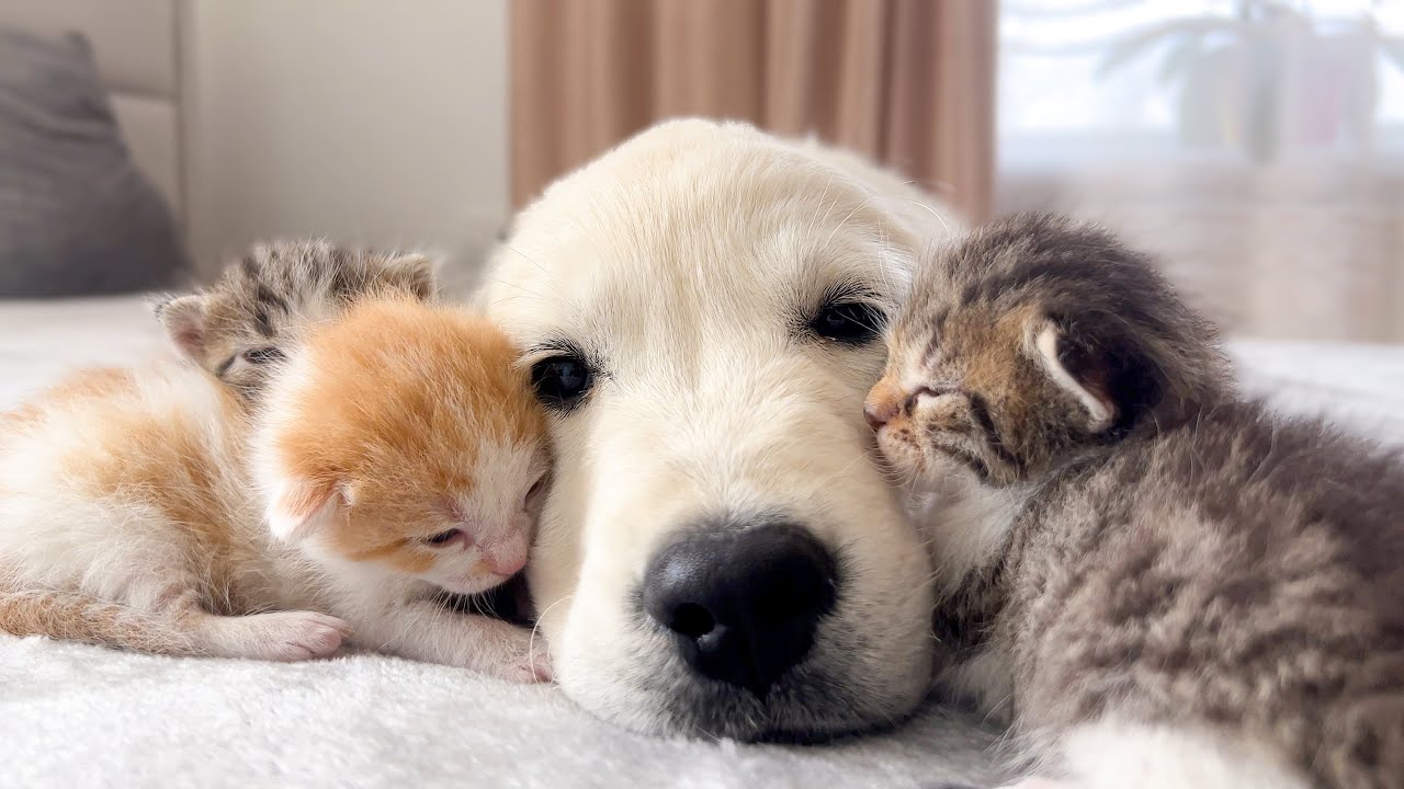 Golden Retriever Pup as well as Tiny Kittens [Cuteness Overload]