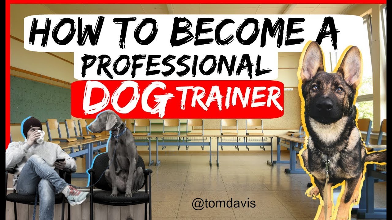 Exactly how to end up being an expert pet personal trainer? – Every little thing you need to have to understand to end up being a pet dog personal trainer-