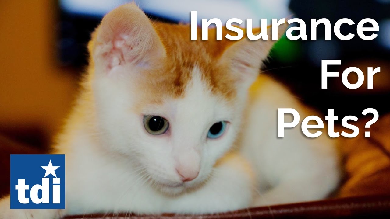 Is Actually Pet Dog Insurance Policy Right For You?|Texas Division of Insurance coverage