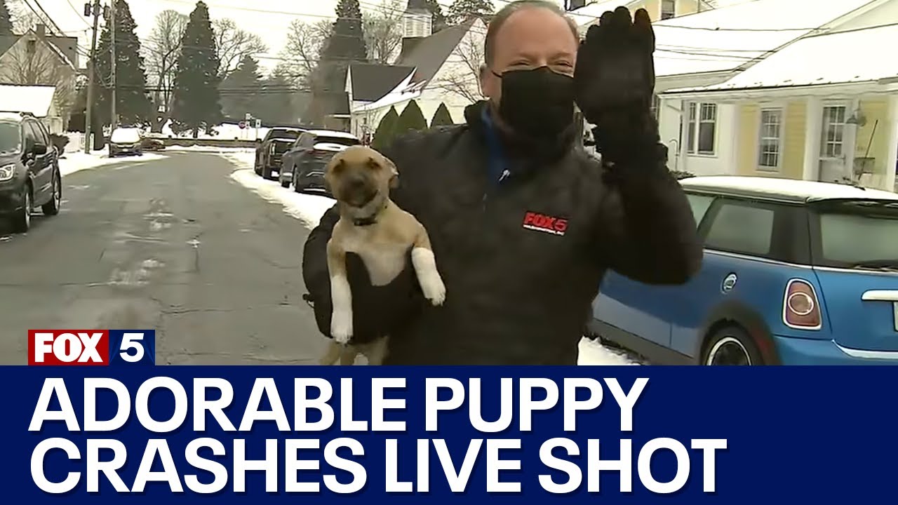 Cute puppy dog accidents press reporter’s weather forecast on real-time television!|FOX 5 DC
