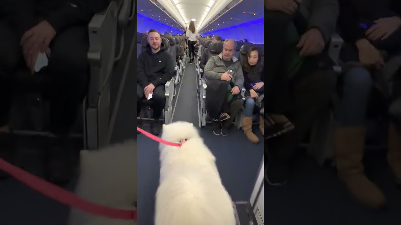 Samoyed Pet Socializes on an Airplane While Journeying along with Proprietor