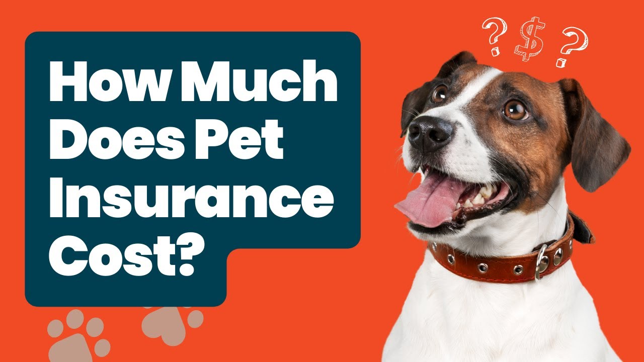 Just How Much Carries Out Family Pet Insurance Coverage Price? Do Not Refuse A Money!