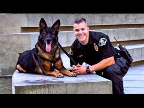Authorities Pet Dog Chance level of Task Reconciled along with Police Officer|Greetings The United States|ABC Headlines