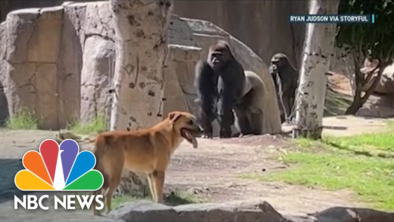 View: Stray Canine Wanders Into San Diego Gorilla Room