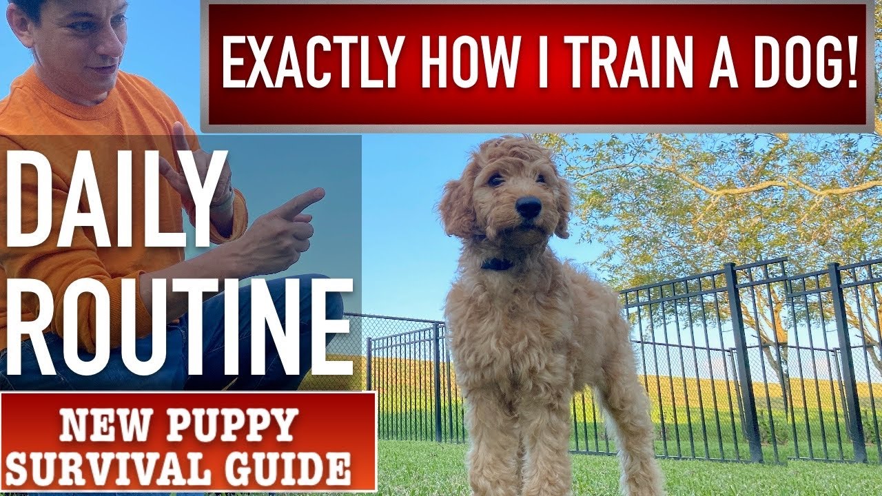 This is actually EXACTLY Just How I Learn a Canine! Daily New Puppy Qualifying Regular! BRAND-NEW NEW PUPPY SURVIVAL MANUAL (Ep thirteen)