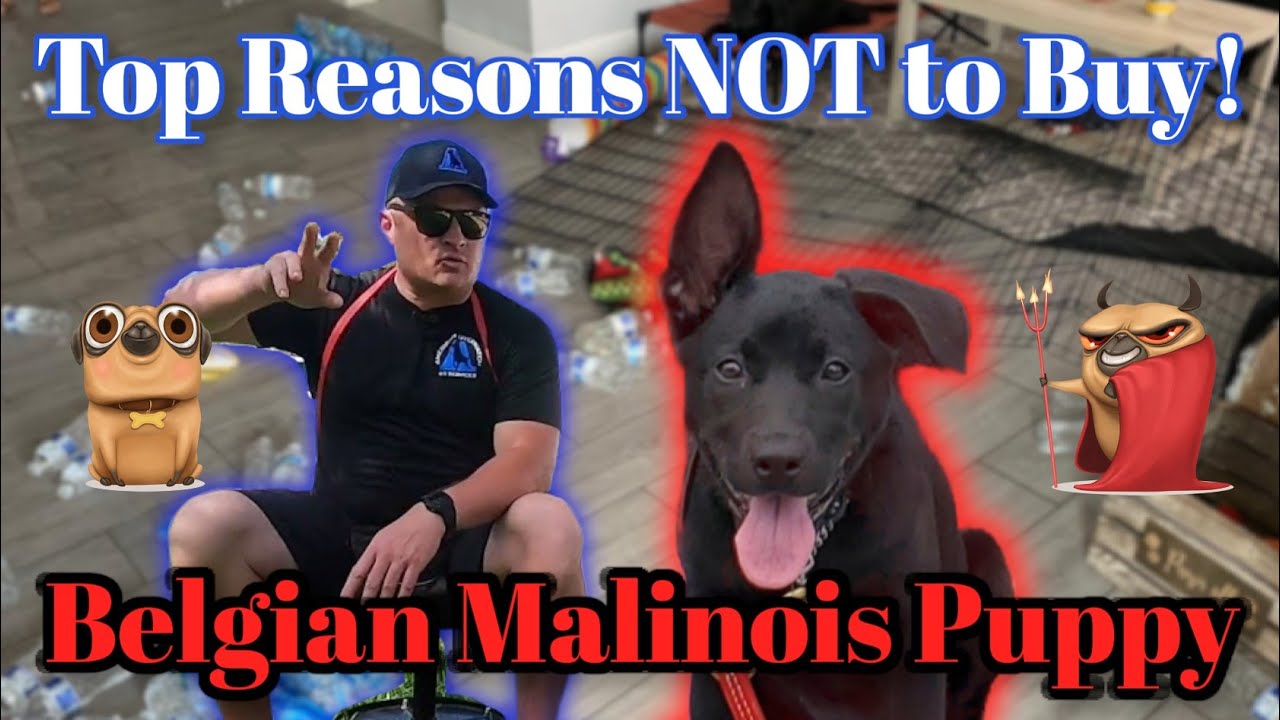 DO REFUSE a BELGIAN MALINOIS Young Puppy! A Pet dog Coach’s Point of view …