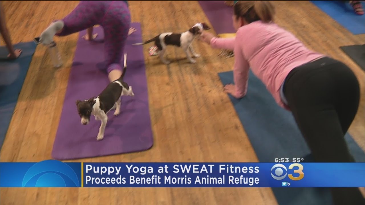 Sweat Exercise Hosts New Puppy Yoga Exercise To Profit Morris Pet Retreat