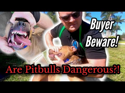 Is Actually a Pitbull Right for you and also your household?!
