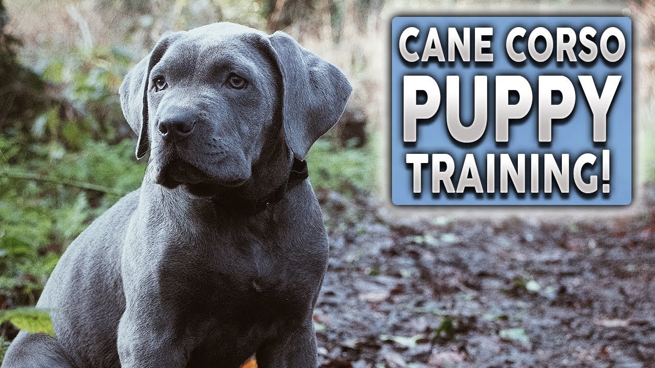 Walking Cane Corso Pup Educating! One Of The Most Vital Trait All Of Managers Need To Perform With Their Pets!