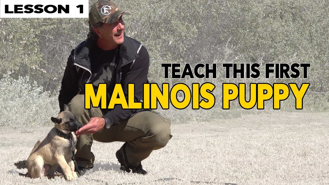 Very First Thing to Educate Your MALINOIS Puppy Dog