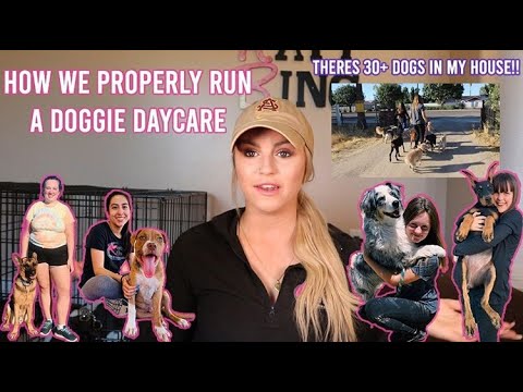 OPERATING A DOGGIE CHILDCARE|satisfy the Katys K9s group
