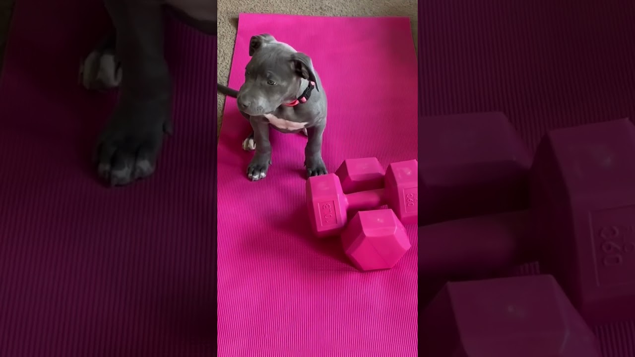 Exercise Friend #puppy #cute #puppy #pitbull #pink #fitness #workout #motivation #dogs