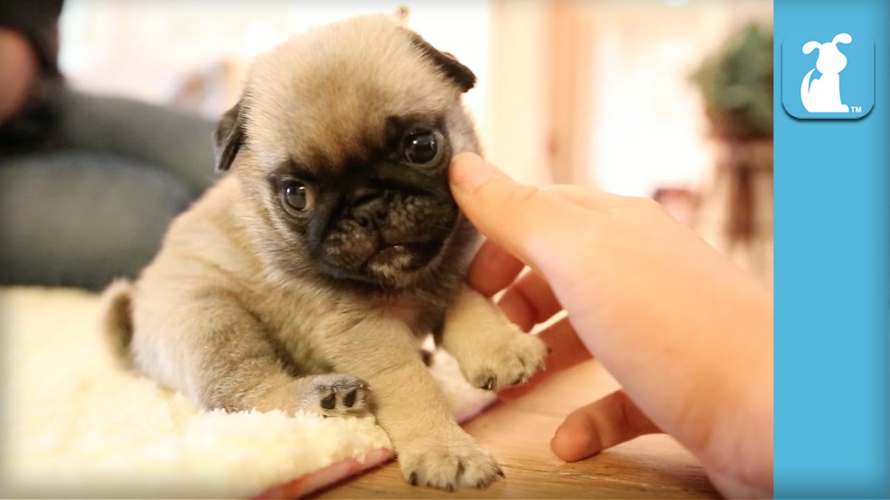 The Pug New Puppy Collection That Willpower Improvement Your Lifestyle – New Puppy Passion