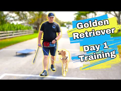 Golden Retriever Pup Instruction Time 1