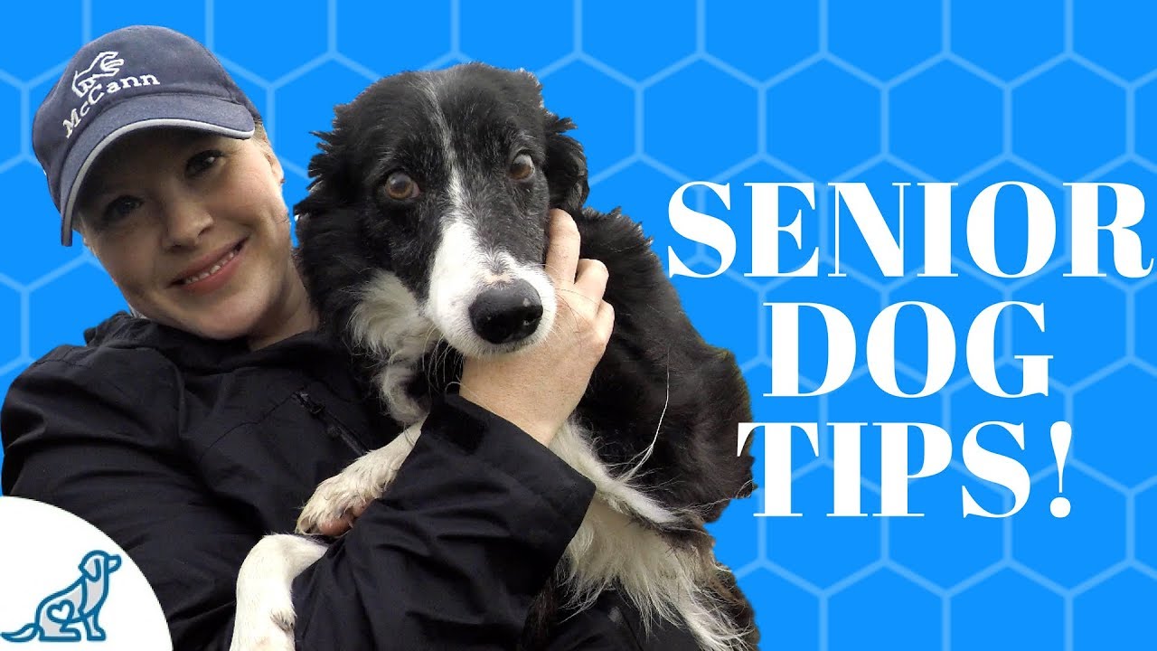 Elderly Pet Dog Treatment- Tips To Always Keep Them Well-balanced!