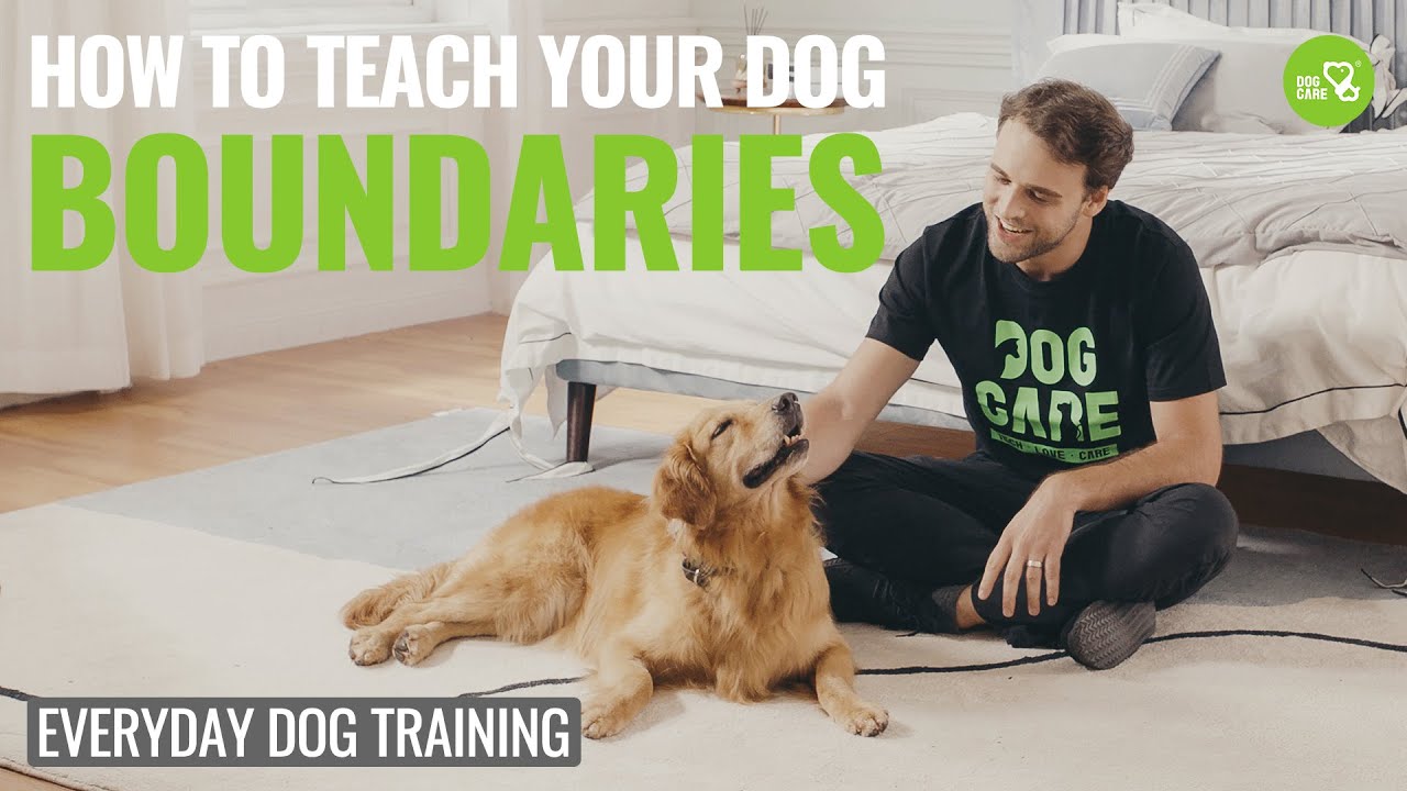 Exactly how to Educate your Canine Limits! Incident 3 #dogcare #dogtraining #trainingcollar