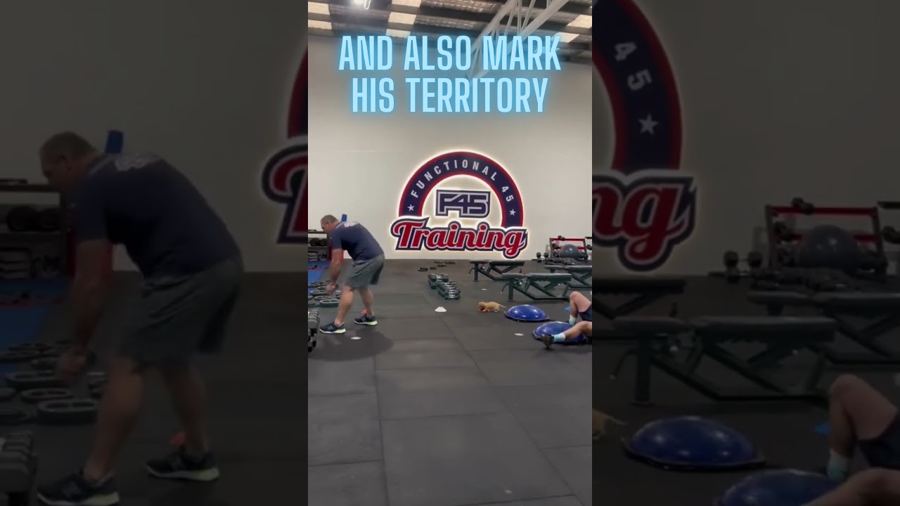 Adorable young puppy creates health and fitness center laugh