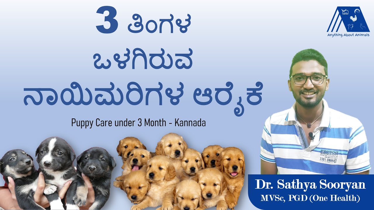 Young puppy Treatment listed below 3 Months – Kannada|Doctor Sathya Sooryan|Pet Treatment 1|Everything Regarding Creatures