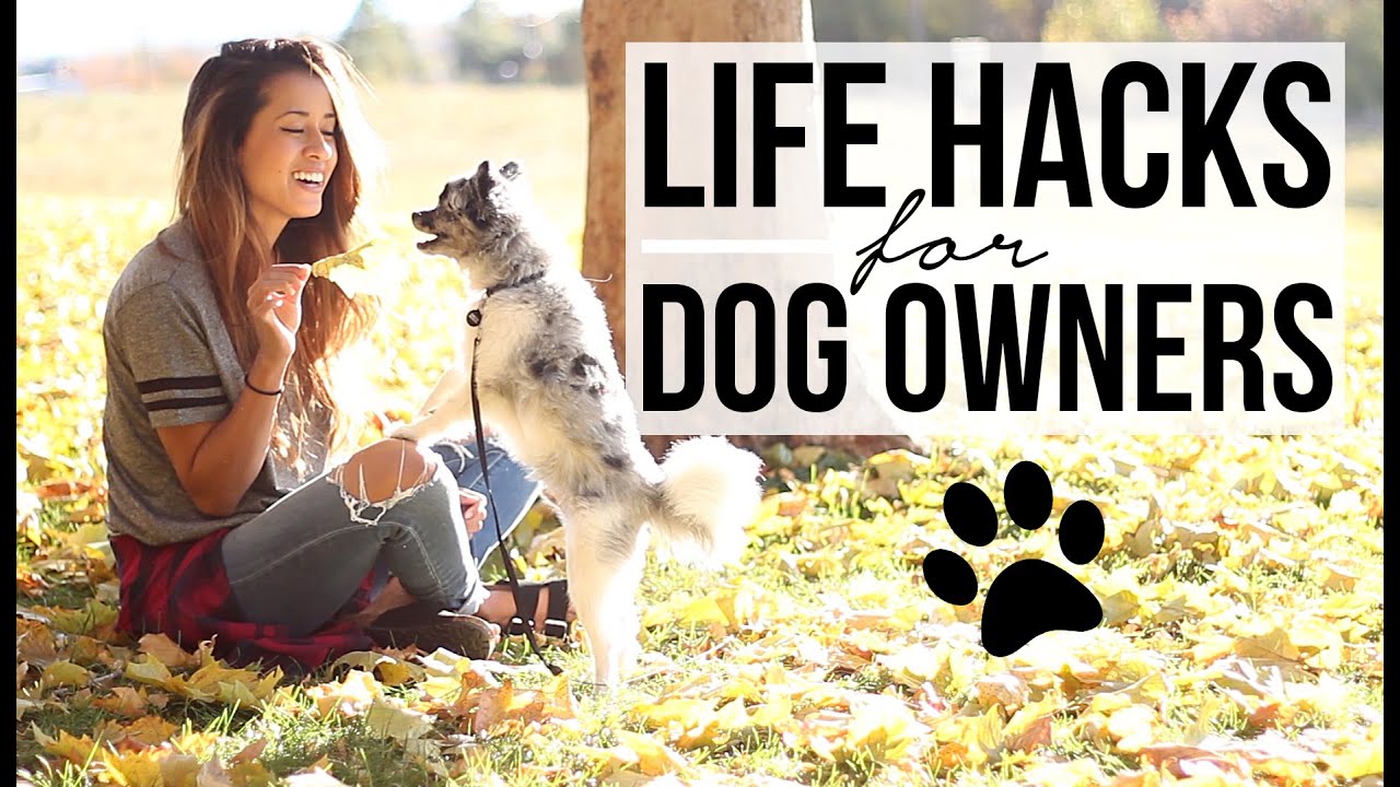 15 Lifestyle Hacks for Pet Owners! Family Pet Treatment Tips + Techniques|Ariel Hamilton
