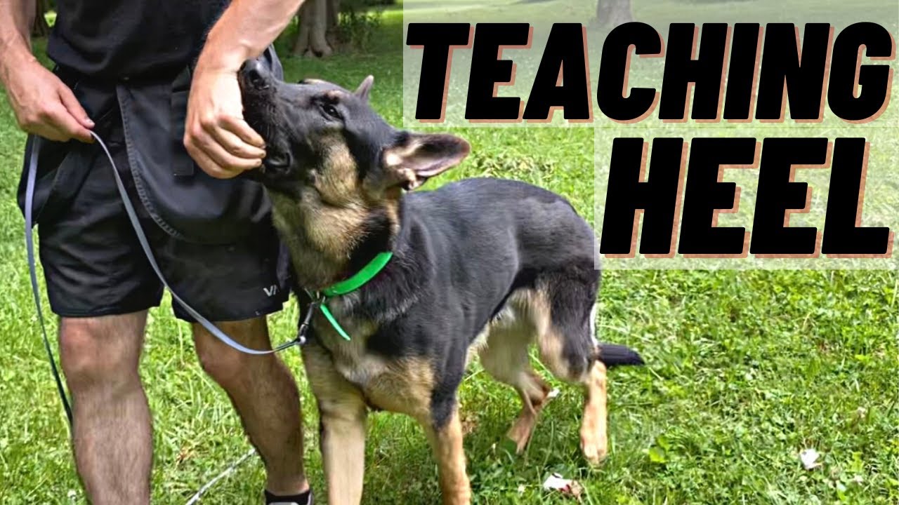 HOW TO Learn Your Pet Dog To HEEL! INITIAL STEP!