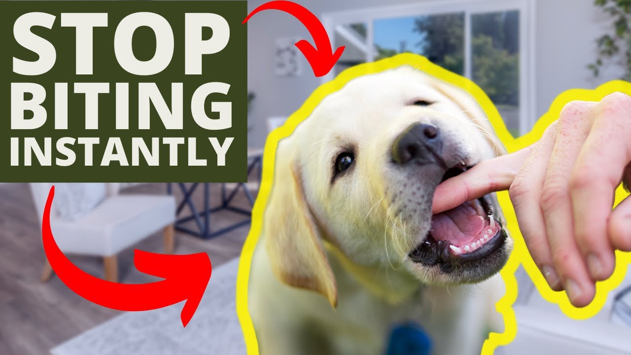 Just How To Quit New Puppy Biting Quickly