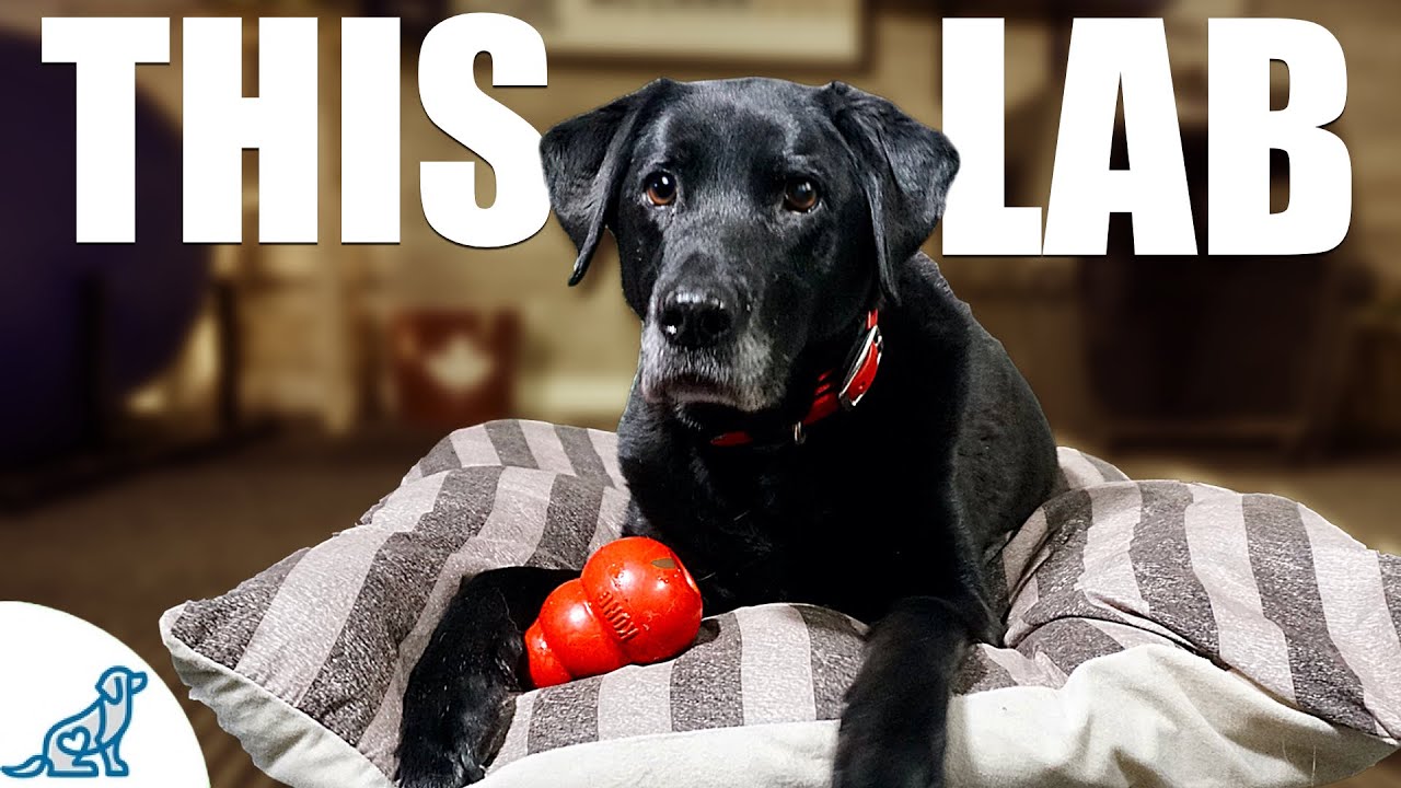 10 Instructions A Labrador Retriever Taught Me Concerning Pet Dog Educating