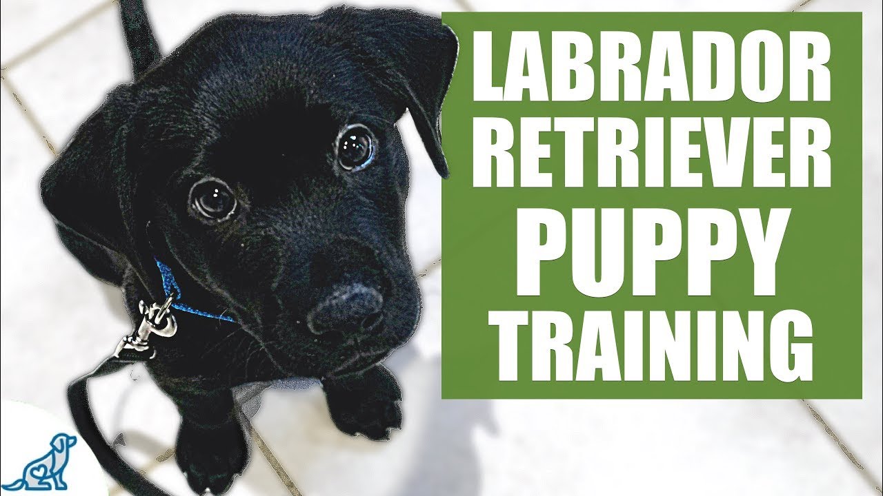 Labrador Retriever New Puppy Instruction Resource – First Full Week New Puppy Qualifying ❤