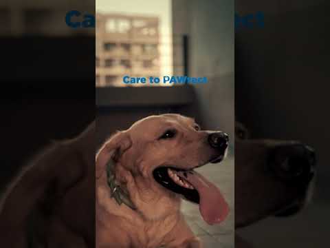 Animal Pet Dog Insurance Policy #CaringlyPaws – Ep.1
