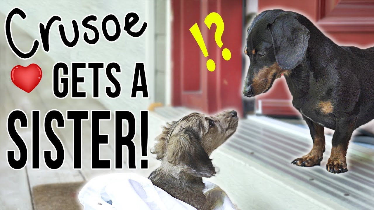 Ep # 1: Crusoe Receives a SIS! – (Attractive Hound Pup Online Video!)