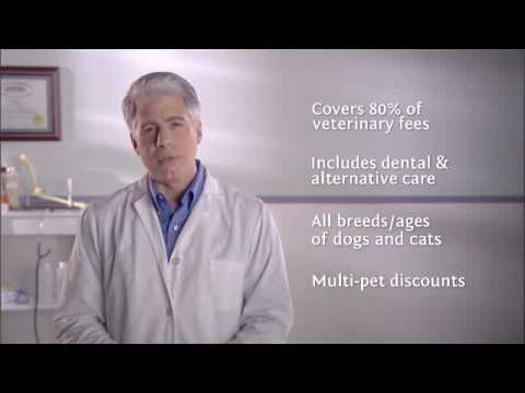 Petsecure Pet Dog Medical Insurance – The Dedication