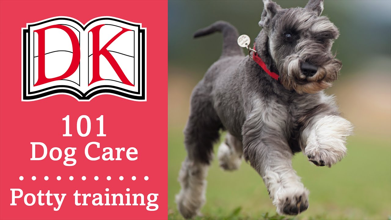 101 Canine Treatment: Just How to Potty Learn a Young puppy