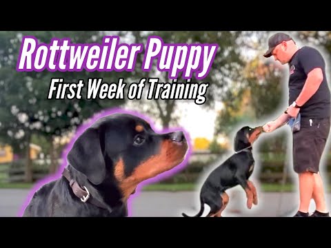 Ideal Rottweiler New Puppy Teaching – 1st Full Week of Instruction!