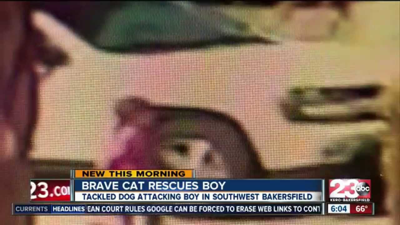 Hero kitty rescues young boy coming from pet assault in Bakersfield – 23 ABC Report