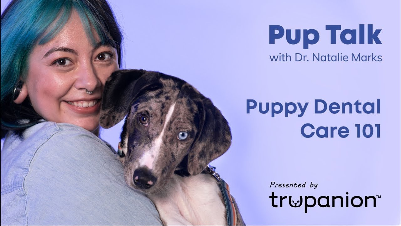 Young Puppy Dental Treatment Tips: Trupanion Doggie Speak