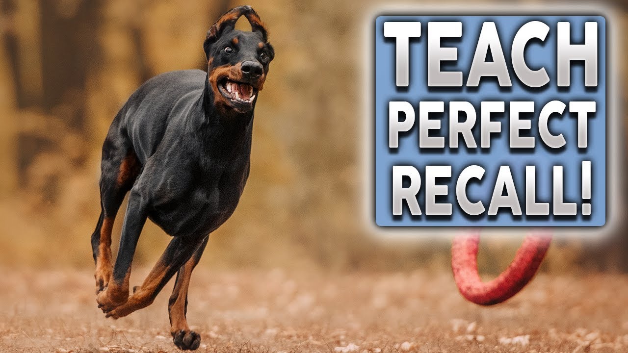 Just How To Instruct PERFECT Recollect! Quit Your Pet Dog Disregarding You Off Lead!