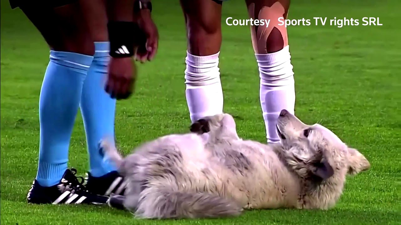 Unwanted visitor: Pet dog penetrates Bolivian football suit