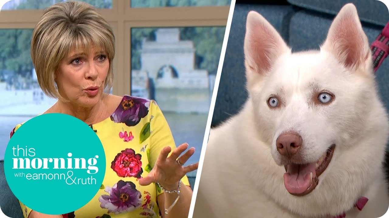 Should Your Canine End Up Being a Vegetarian?|Today