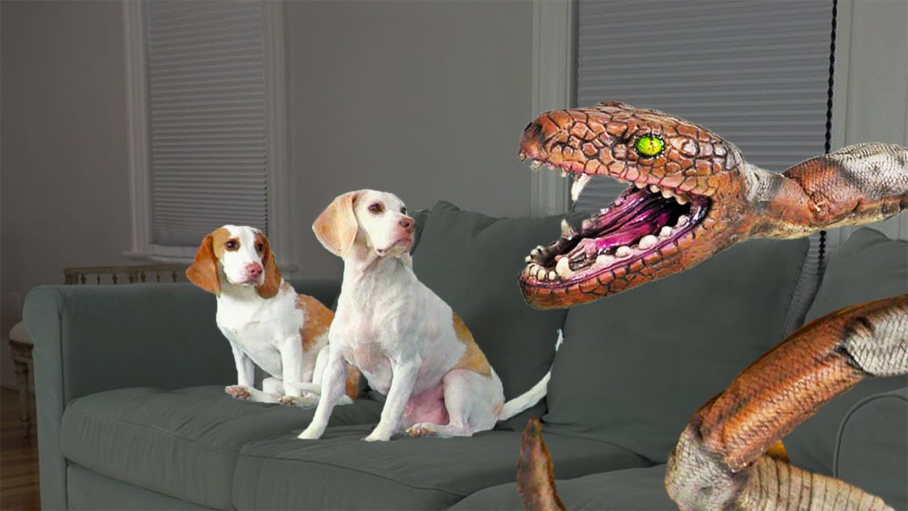 Pet Dog Conserves Puppy Dog coming from Titan Serpent! Hilarious Pets Maymo, Potpie & Puppy Dog Pet Dog Independent vs Serpent Intrusion Trick