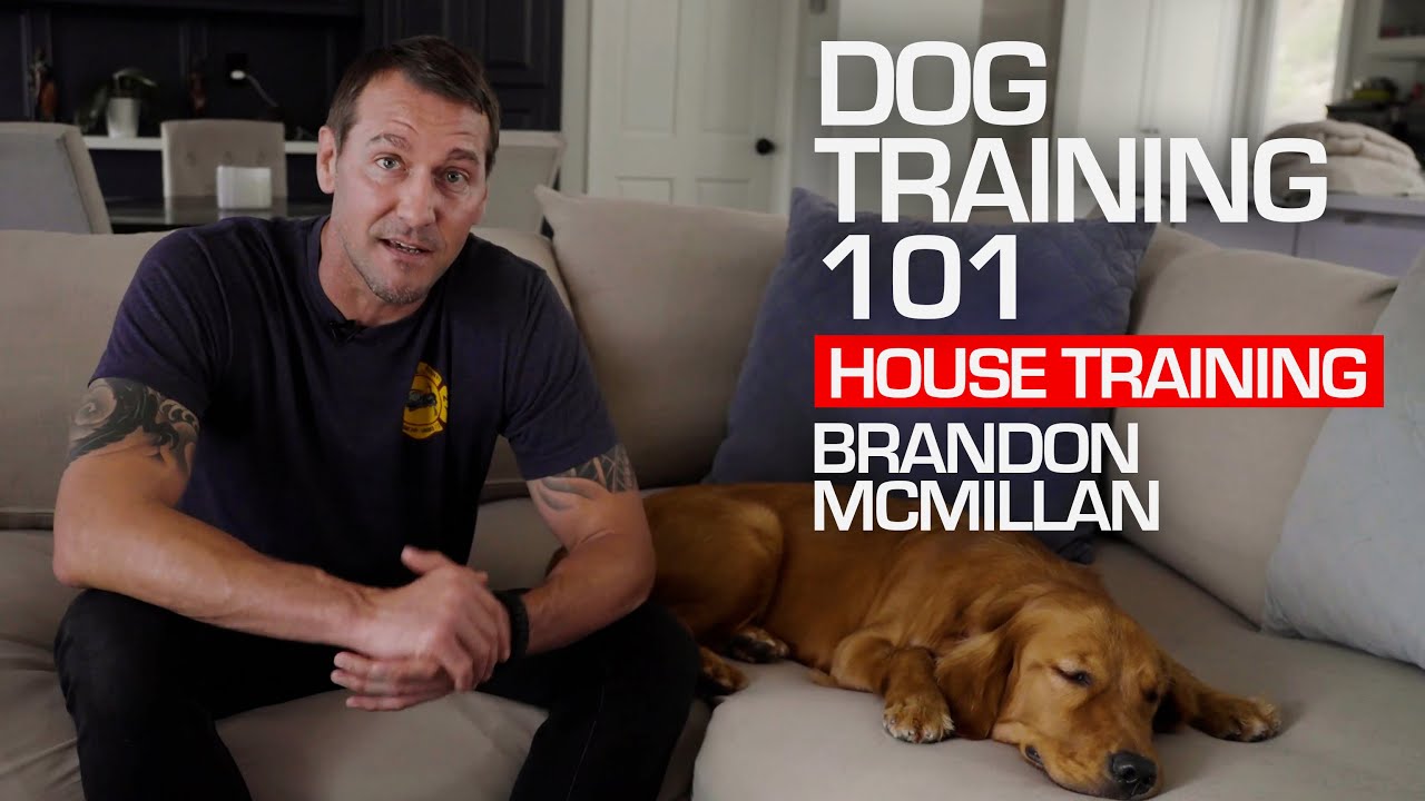 Pet Instruction 101: Property Teaching|Brandon McMillan