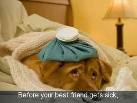 Household Pet Medical Insurance Affordable Household Pet Medical Insurance