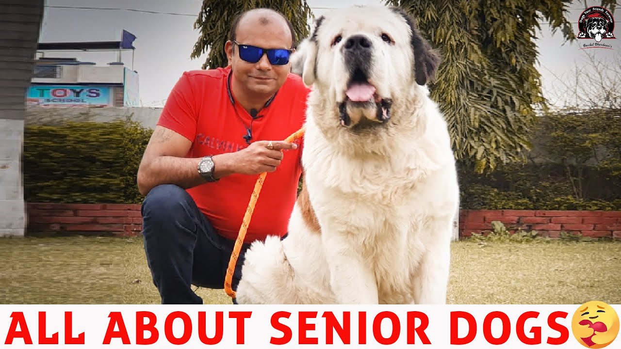 TAKE CARE OF ELDERLY & OLD PET DOGS|| FOR All canine’S & YOUNG PUPPY REPRODUCES|| BAADAL BHANDAARI