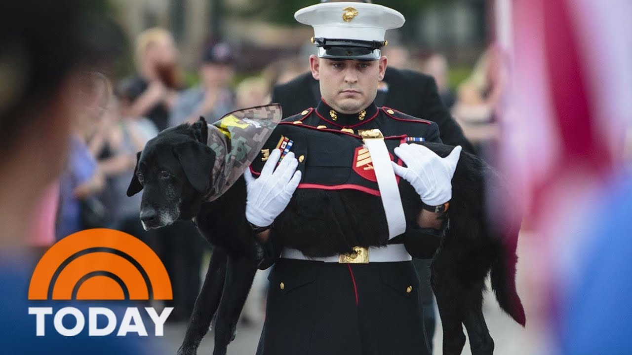 See A Marine Provide His One And Only Perishing Pet A Pressing Final Trip|TODAY