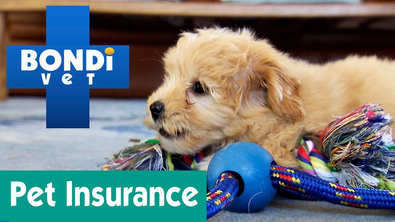 Should You Get Dog Insurance Policy?|Inquire Bondi Veterinarian
