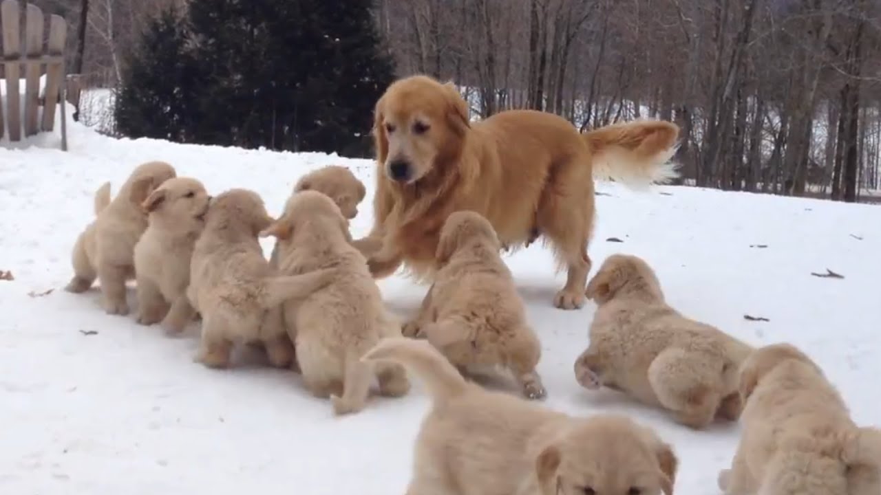 Golden Retriever Plays Along With Her New puppies|Young Puppy Heap