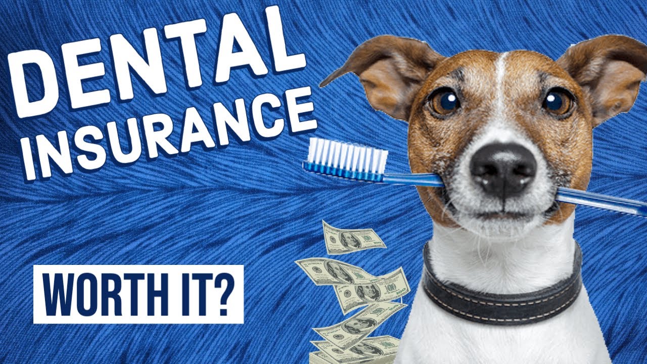 Is Actually Dog Dental Insurance Policy Truly Worth It?