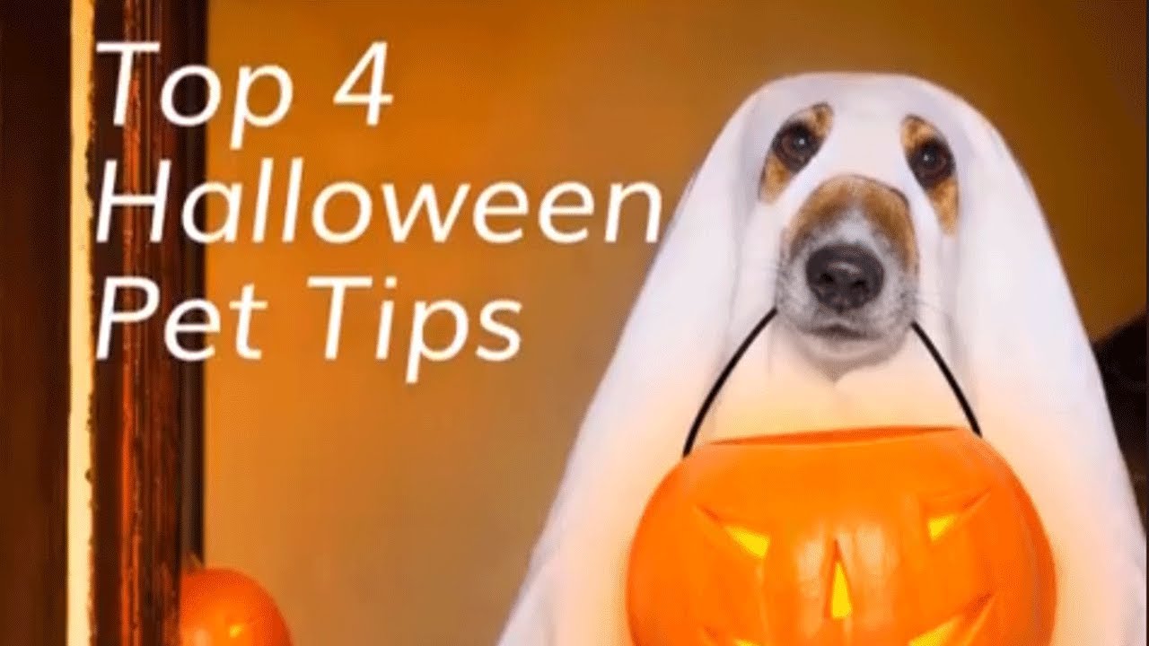 4 Dog Tips for a Safe & Exciting Halloween|Welcome Pet Dog Insurance Policy