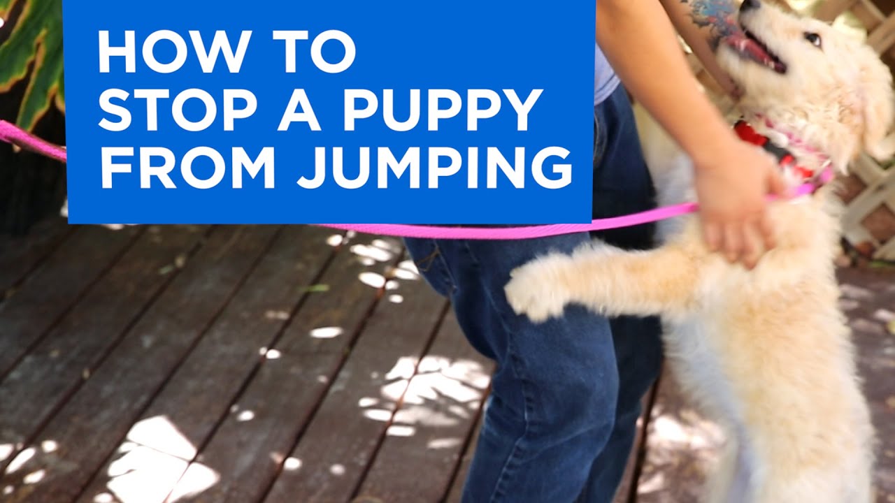 Exactly how to Learn Your Pup to Cease Hopping
